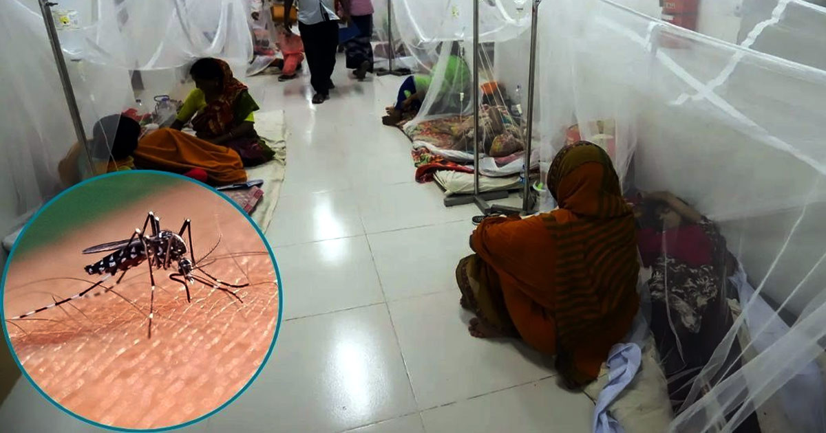 ডেঙ্গুতে চারজনের মৃত্যু, হাসপাতালে ভর্তি নতুন রোগী ১৫৫৮