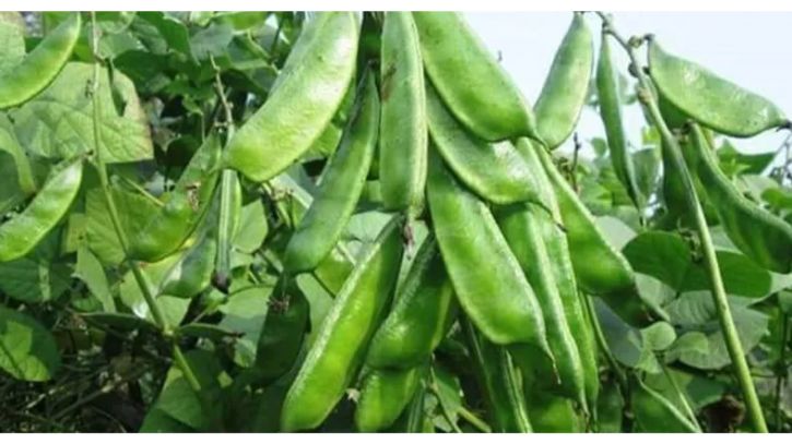 শিমের উপকারিতা সম্পর্কে জেনে নিন ?