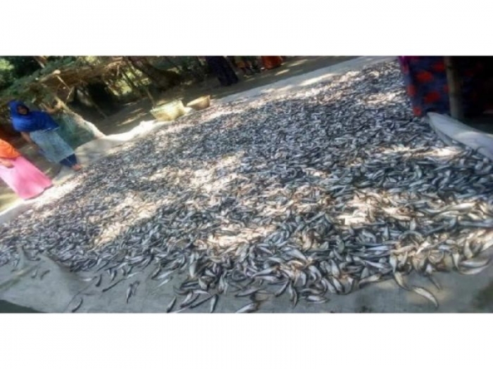একরাতেই মাছ চাষির স্বপ্ন ভেঙে চুরমার
