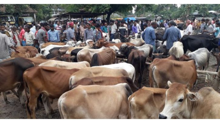 জমে উঠেছে রাজধানী‌র পশুর হাট
