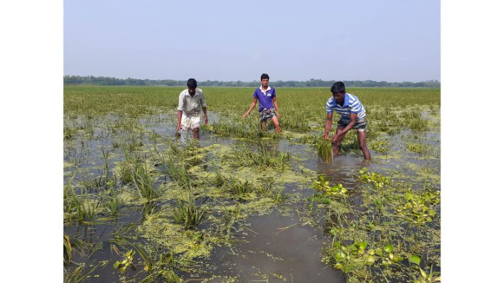 ঘূর্ণিঝড় সিত্রাংয়ে ভোলায় ৩৩২৫ হেক্টর ফসল ও ৬২৮০ পুকুর-ক্ষতিগ্রস্ত