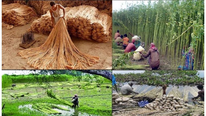 আজ জাতীয় পাট দিবস