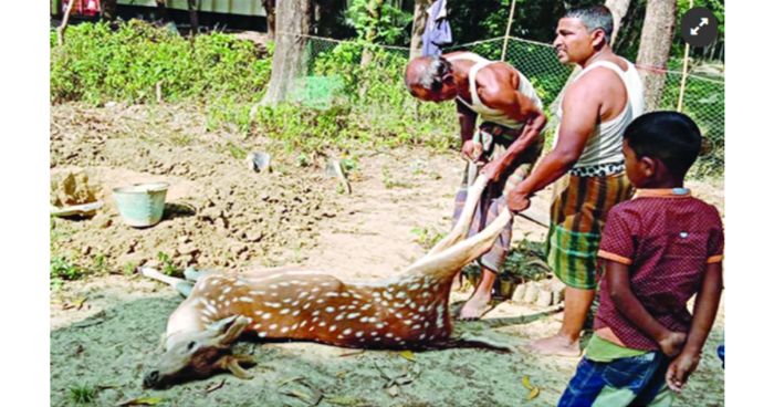শিকারির ফাঁদে দরা পড়লো  হরিণ
