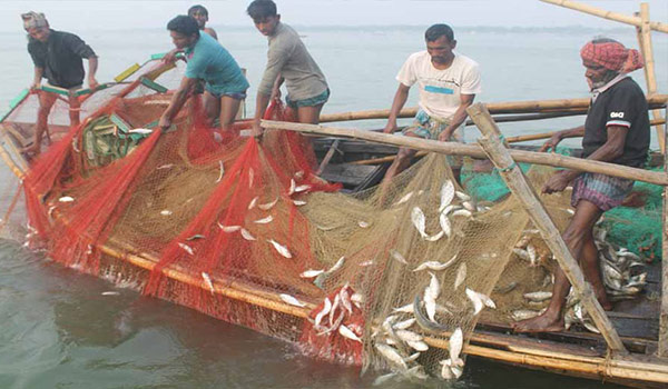 ইলিশ ধরা নিষিদ্ধকালীন জেলেদের জন্য ১০ হাজার মেট্রিক টন চাল বরাদ্দ