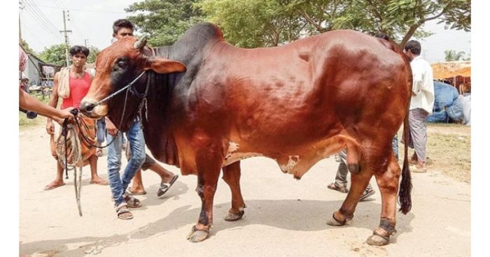 ১৪ দিনে অনলাইনে  ১৬৬৫ কোটি টাকার পশু বিক্রি