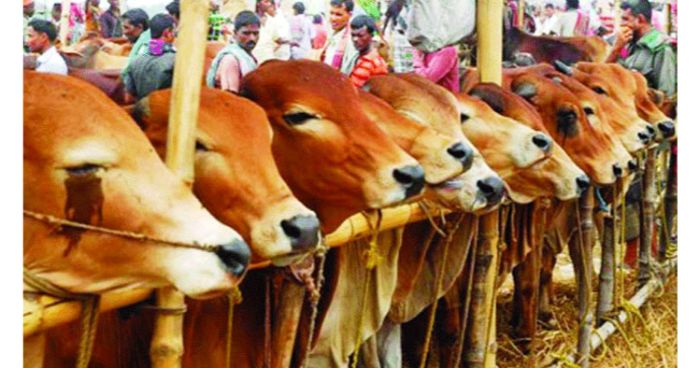 আজ থেকে রাজধানীর ১৯ হাটে কোরবানির পশু বিক্রি শুরু