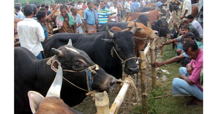 এবার যেভাবে বেচাকেনা হবে কোরবানির পশুর হাটে