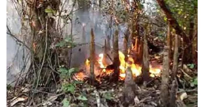 এখনও আগুন নিয়ন্ত্রণে আসেনি জ্বলছে সুন্দরবন