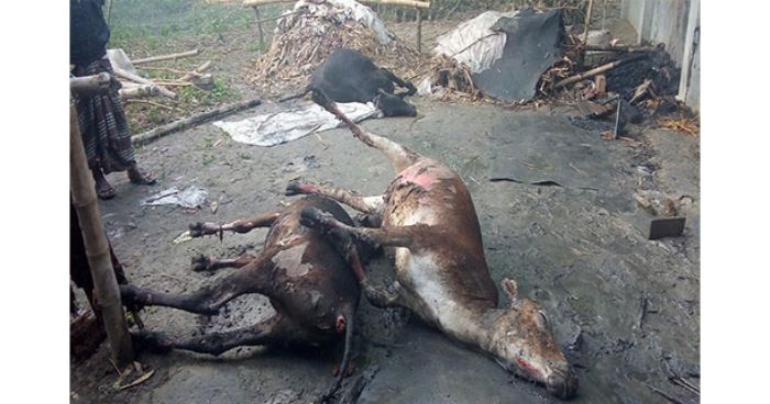 শিবগঞ্জে আগুনে পুড়ে ছাই  ৪ বাড়িসহ গরু-ছাগল