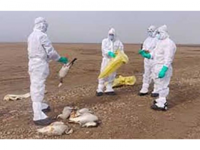এবার ‘বার্ড ফ্লু’ আতঙ্ক ভারতে