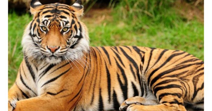 অবশেষে আপন নীড়ে ফিরল বাংলার বাঘ!