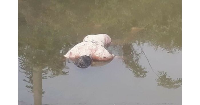 মুন্সীগঞ্জে পুকুরে গলাকাটা যুবকের লাশ