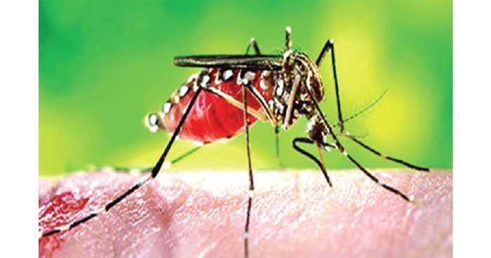 সারা দেশে গত ২৪ ঘণ্টায় ২১০ ডেঙ্গু রোগী হাসপাতালে ভর্তি