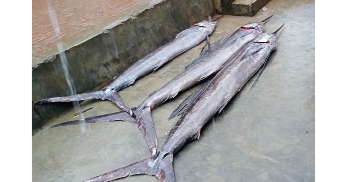 বিরল প্রজাতির মাছ ধরা পড়েছে বঙ্গোপসাগরে