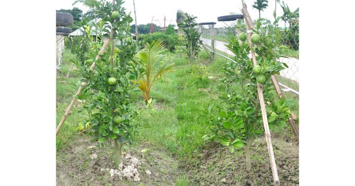 দক্ষিণাঞ্চলে মাল্টা’র চাষ ক্রমশ বাড়ছে