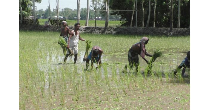 কুড়িগ্রামে ১৫ দিনের বন্যায় কৃষিতে ৩১ কোটি টাকা লোকসান