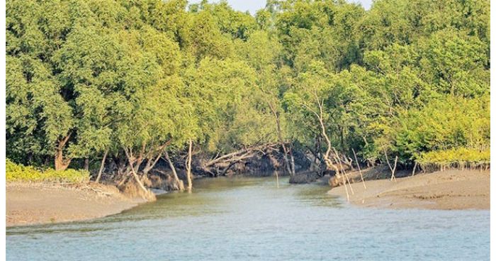 পর্যটনের নতুন দ্বার চিতলমারীর মিনি সুন্দরবন