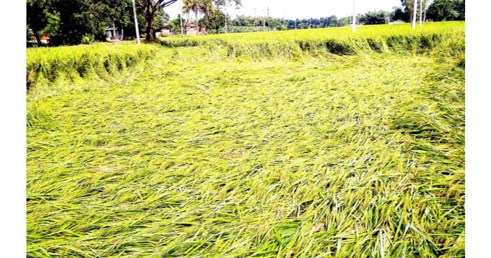 টানা বৃষ্টিপাতের কারণে ফসলের ব্যাপক ক্ষতির আশংকা
