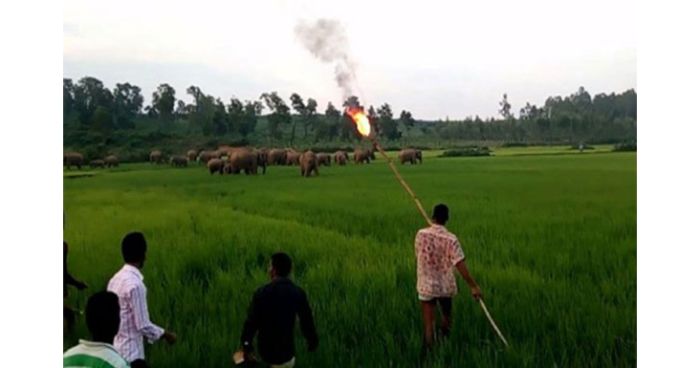 হাতির অভয়ারণ্য হচ্ছে গারো পাহাড়ি অঞ্চলে