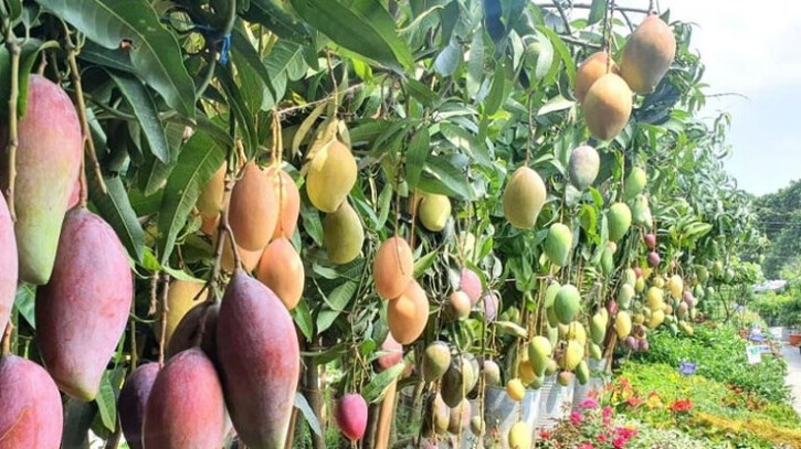 রায়হানের আমবাগানে সাফল্যের গল্প