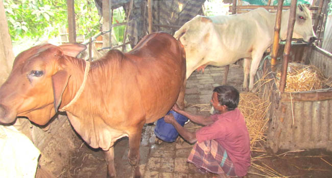 আল্লাহর কী কুদরত, বকনা গরু দিচ্ছে দুধ!