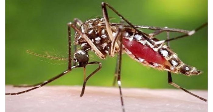 ২৪ ঘণ্টায়  ১৭৯ ডেঙ্গু রোগী  হাসপাতালে ভর্তি