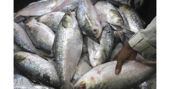 আজ থেকে ইলিশ ধরায় ২২ দিনের নিষেধাজ্ঞা