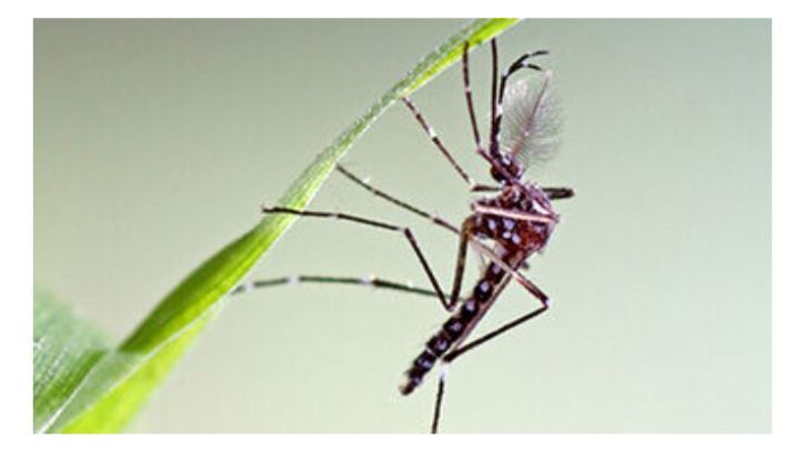 আজ ডেঙ্গু আক্রান্ত হয়ে আরও ১৩ জন হাসপাতালে