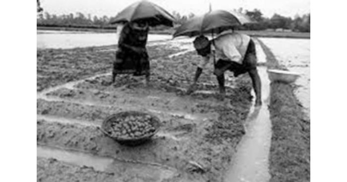 দুই দিনের বৃষ্টিতে ১৭ হাজার হেক্টর আলুখেত পানির