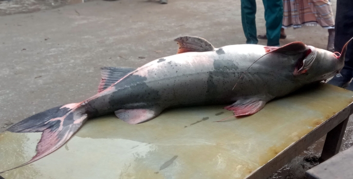 টাঙ্গাইলের ভূঞাপুরে যমুনায় ধরা পড়লো ৩৮ কেজির বাঘাইড়