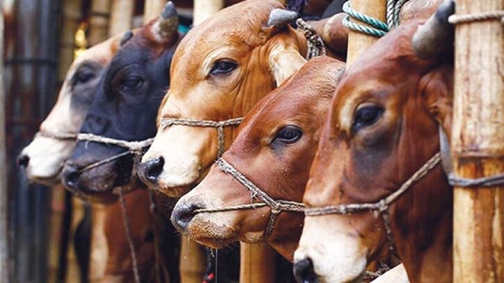 গাইবান্ধার হাটে গরু বেশি, ক্রেতা কম
