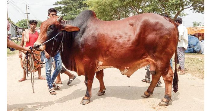 অনলাইনে পশু বিক্রিতে শীর্ষে রয়েছে চট্টগ্রাম