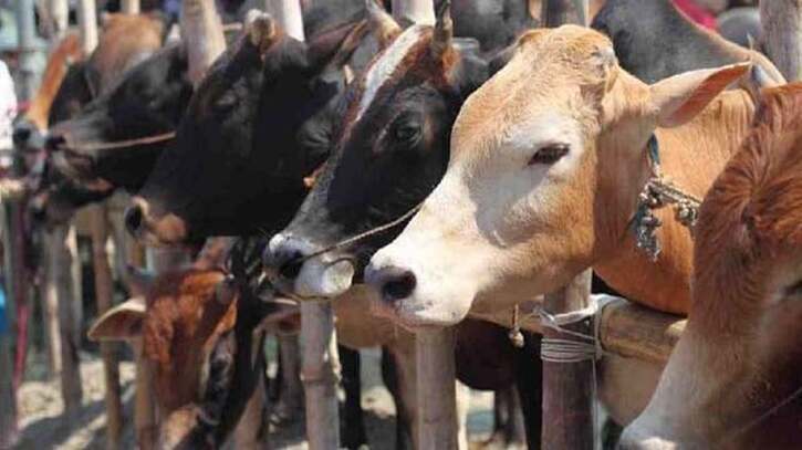 রাজধানীতে আজ থেকে কোরবানির পশুর হাট বসল