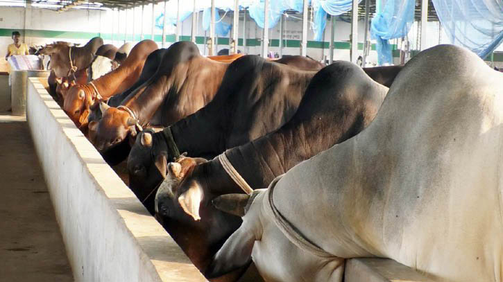 বগুড়ায় কোরবানির জন্য  প্রস্তুত ৪ লাখ ২৭ হাজার পশু