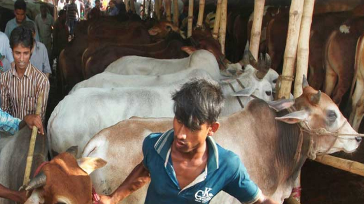 আফতাবনগরে কোরবানির পশুর হাট বসবে না: হাই কোর্ট