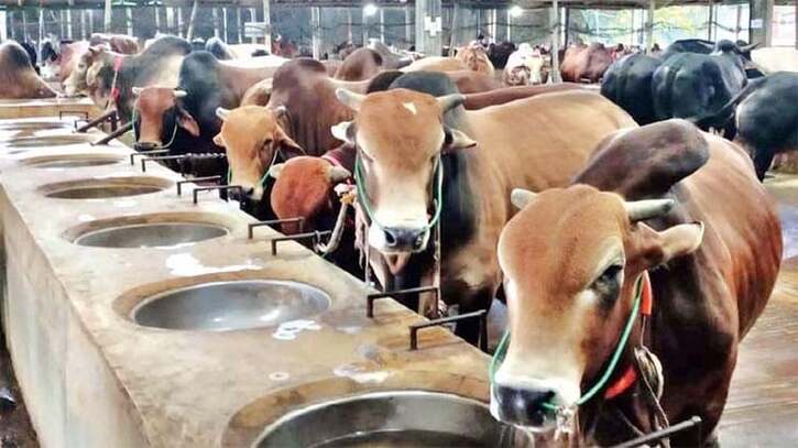 কুমিল্লায় কোরবানির জন্য প্রস্তুত ২ লাখ ৪১ হাজারের বেশি গবাদি পশু