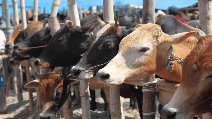 ঈদ-উল-আযহায় কোরবানির পশুর কোন সংকট হবে না : প্রাণিসম্পদ মন্ত্রী