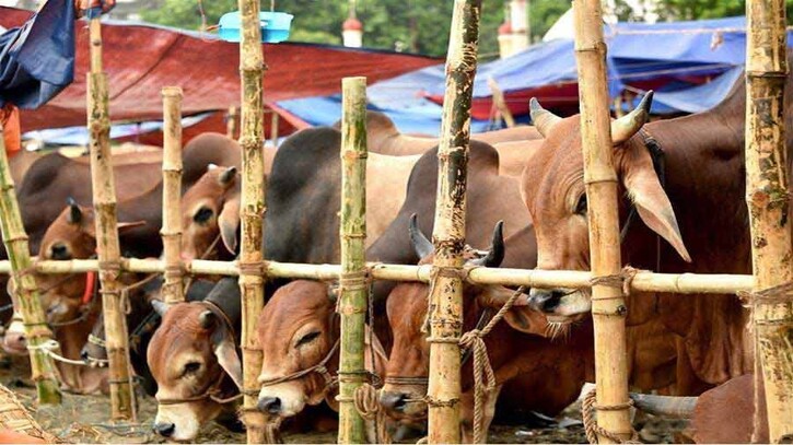 মেহেরপুরে কোরবানীর জন্য প্রস্তুত ১ লাখ ৯১ হাজার পশু