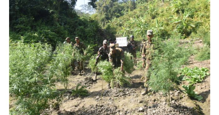 গাঁজার রাজ্য খাগড়াছড়িতে ৩`শ বিঘা গাঁজা ক্ষেত ধ্বংস