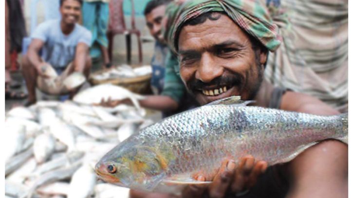 রুপালি ইলিশে সোনা ফলছে, দিনে বিক্রি শতকোটি টাকা