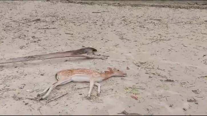 রেমালের তান্ডবে সুন্দরবন থেকে ১৩১টি বন্য প্রাণির মরদেহ উদ্ধার