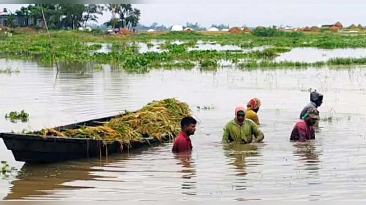 তলিয়েছে হাজার হাজার হেক্টর জমি, খলায় ভিজছে বোরো ধান