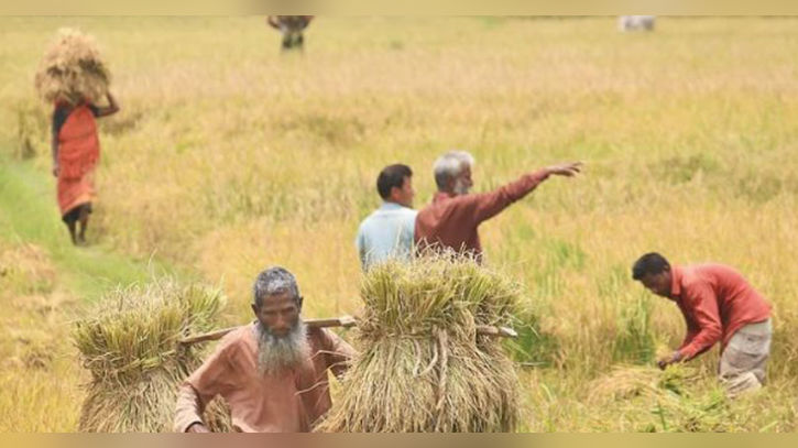 ধানে কেজিতে দুই টাকা বেশি পাবে কৃষক