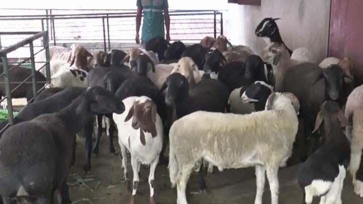 দিনাজপুরের বোচাগঞ্জে দুম্বার খামার