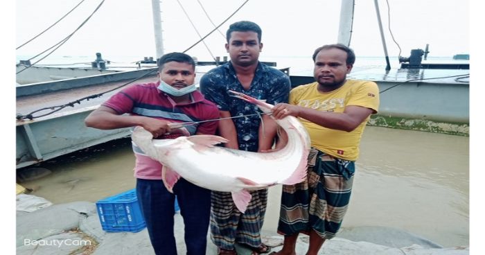 পদ্মায় জেলের জালে ২৫ কেজির  পাঙ্গাস, বিক্রি হলো ৩১ হাজারে