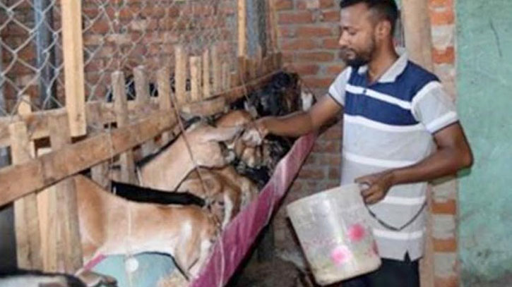 দিনাজপুরে ছাগলের খামার করে সফল শিবলী