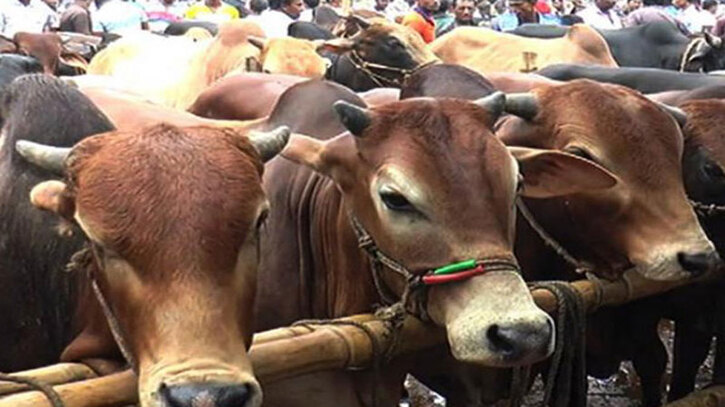 কোরবানির ঈদে গরু আমদানির কোন পরিকল্পনা সরকারের নেই