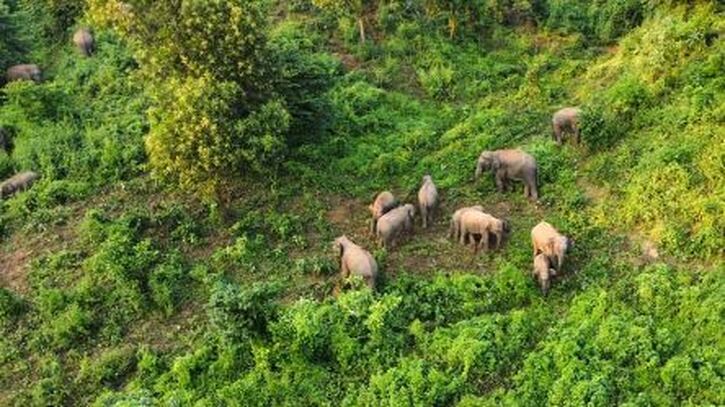 ‘বিলুপ্তির শঙ্কা’র মধ্যে গারো পাহাড়ে ‘বাড়ছে’ হাতির সংখ্যা