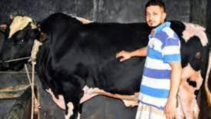 বগুড়ার কোরবানীর হাটে সাড়া ফেলেছে ‘হিরো আলম’