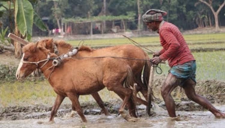 দিনাজপুরের পলাশবাড়ীতে কৃষক ইসমাইলের ঘোড়া দিয়ে হালচাষ